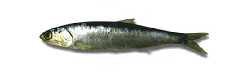 ANCHOITA (Engraulis anchoita)