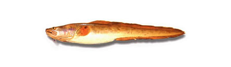 KINGCLIP, PINK CUSKEEL (Genypterus blacodes)