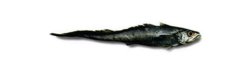 PATAGONIAN GRENADIER (Macroronus magellanicus)